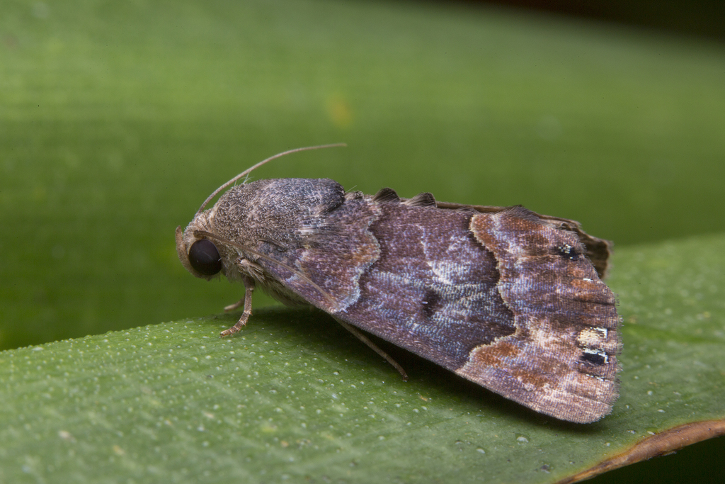 Dinumma oxygrapha