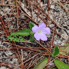 Ruellia ciliosa