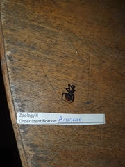 Latrodectus hasselti