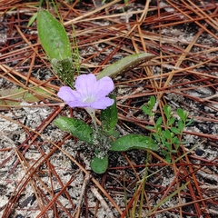 Ruellia ciliosa