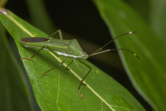 Homoeocerus graminis