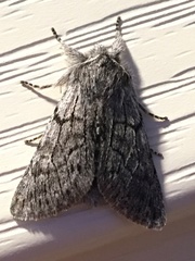 Pleromelloida conserta