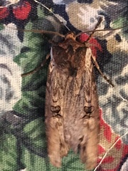 Xylena thoracica