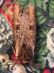 Xylena thoracica