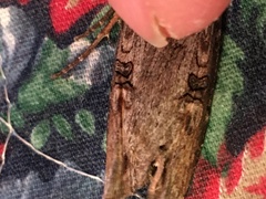 Xylena thoracica