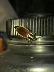 Epistomentis pictus