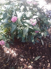 Pentas