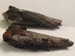 Xylena thoracica