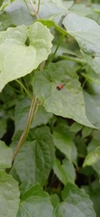 Tricyanaula aurantiaca