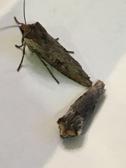 Xylena thoracica