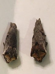 Xylena thoracica