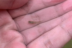 Poecilia reticulata
