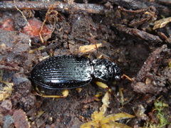 Patrobus longicornis
