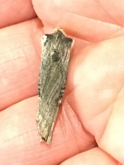 Xylena thoracica