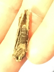 Xylena thoracica