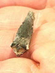 Xylena thoracica