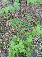 Acer pseudoplatanus