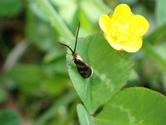 Micropterigidae