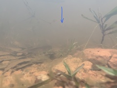 Channa striata