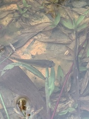 Channa striata