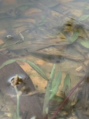 Channa striata