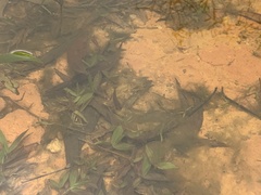 Channa striata