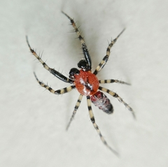 Alpaida gallardoi