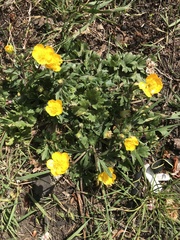 Ranunculus acris