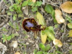 Ophrys speculum