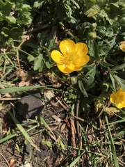 Ranunculus acris