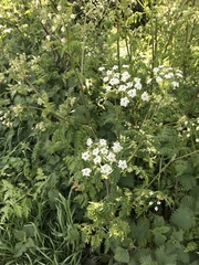 Anthriscus sylvestris