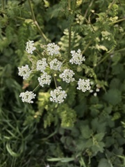 Anthriscus sylvestris