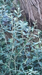 Buddleja saligna