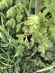 Anthriscus sylvestris