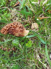 Morchella esculenta