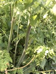 Anthriscus sylvestris