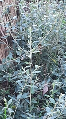 Buddleja saligna