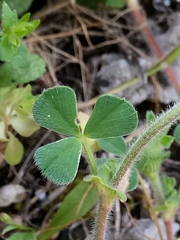 Trifolium stellatum image