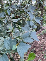 Passiflora sexflora image