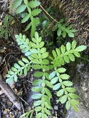 Weinmannia trichosperma