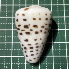 Conus eburneus