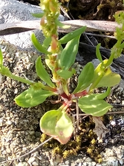 Rumex bucephalophorus image