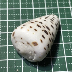 Conus eburneus