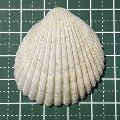 Vasticardium pectiniforme