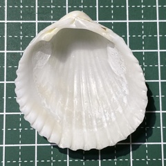 Vasticardium pectiniforme