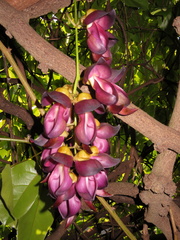 Mucuna sempervirens
