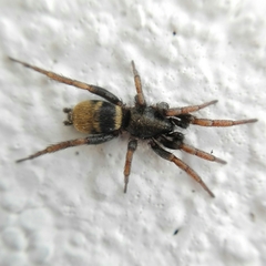 Latonigena auricomis