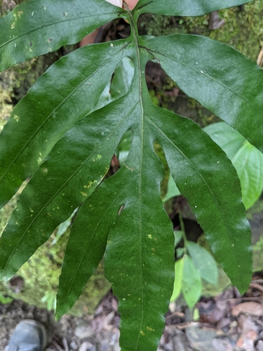 Colysis elliptica iNat (2)