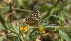 Spialia