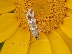 Trichofrons pantherella